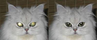 Picture editing - shining pet eyes correction