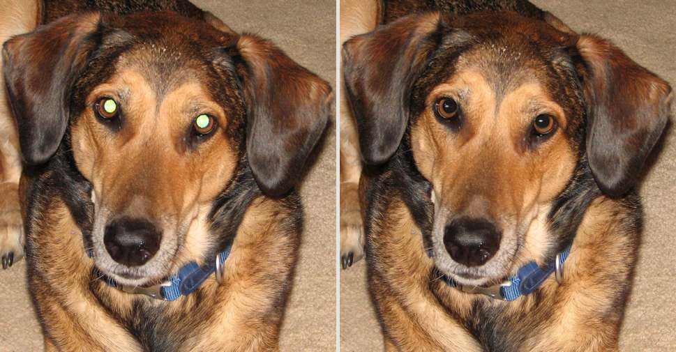 Исправление зеленых глаз с сияющими зрачками у собаки